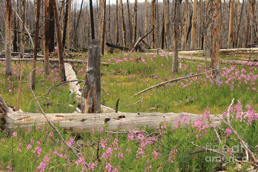 Yellowstone National Park Photograph - New Life by Carolyn Brown