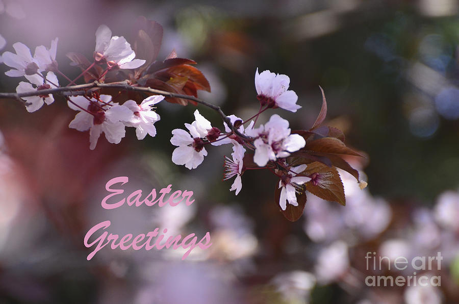 New Life Easter Greetings Photograph by Debby Pueschel