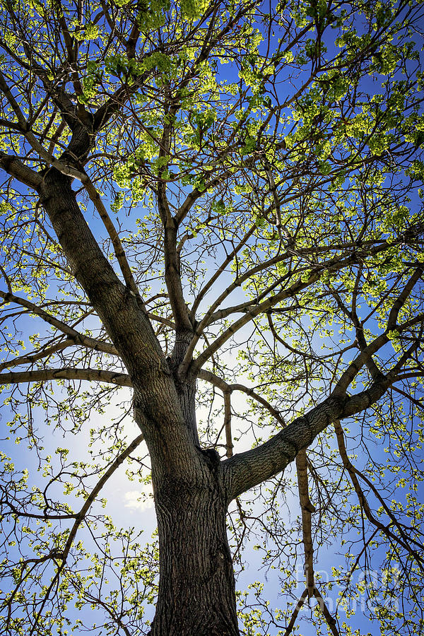 New life Photograph by Joan McCool - Fine Art America