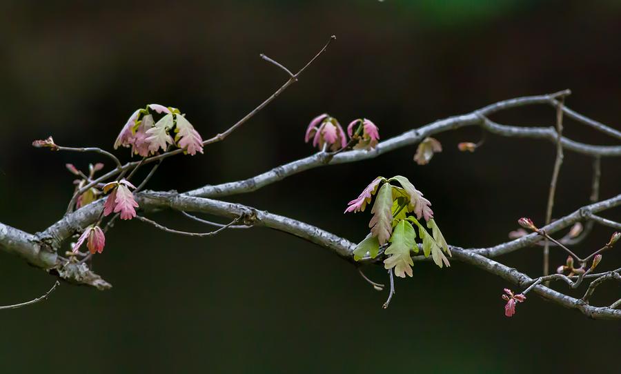 New Life Photograph By Kevin Craft Fine Art America