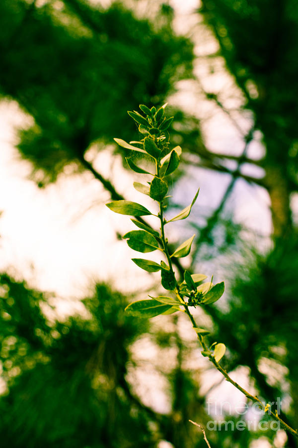 Nature Photograph - New Life by Michael Rados Nature Photograph - New Life by Michael Rados