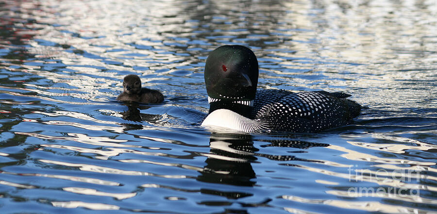 New Loon Chick Photograph by Sandra Huston