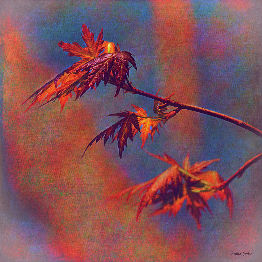 New Maple Tree Leaves Nostalgic Photograph by Anna Louise