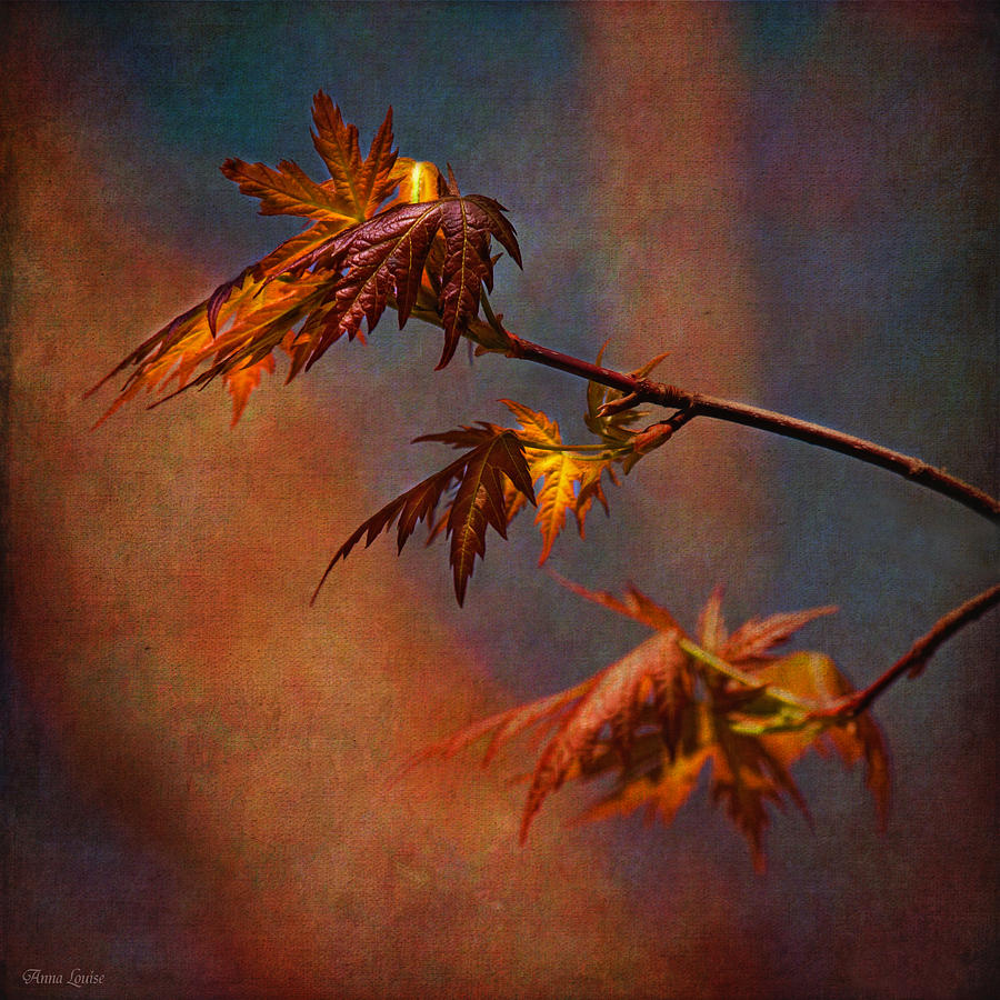 New Maple Tree Leaves Rustic Photograph by Anna Louise