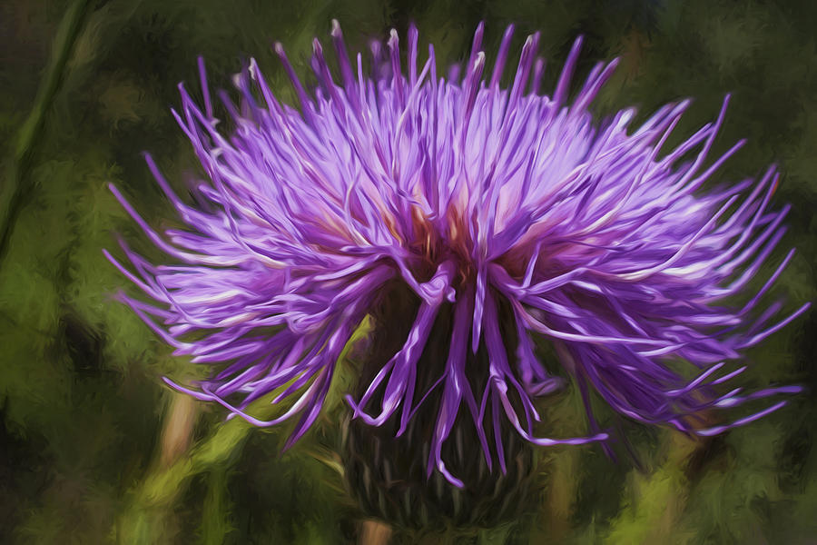New Mexican Thistle Digital Art by Becky Titus