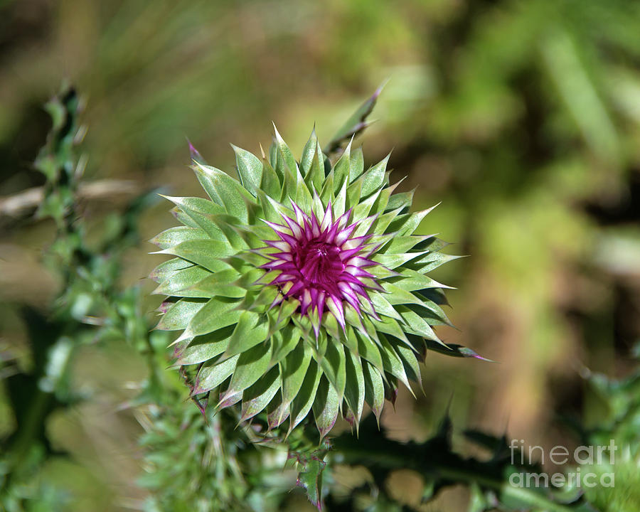 New Mexican Wildflower Photograph by Stephen Whalen