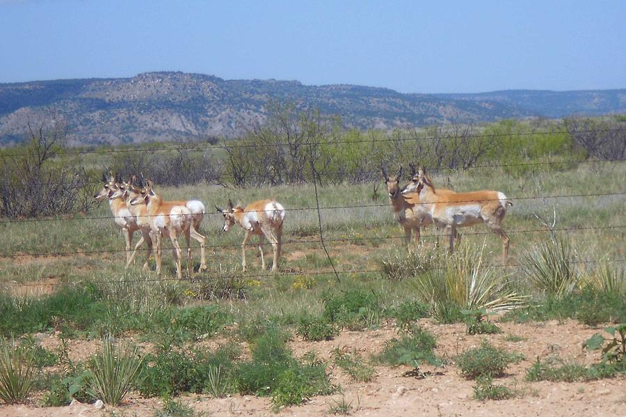 New Mexico Antelope 1 Photograph by Sheri Keith