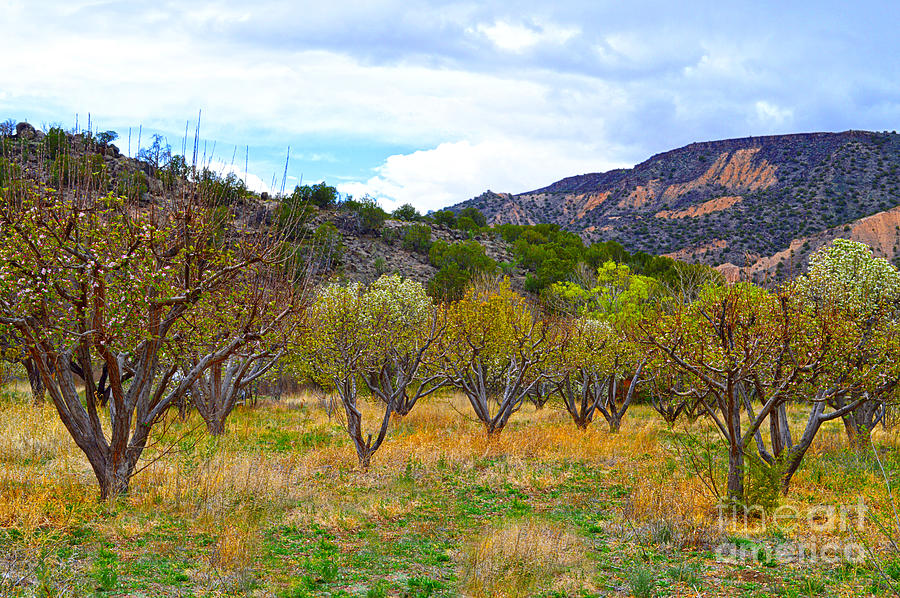 New Mexico Apple Orchard in Bloom Photograph by Catherine Sherman