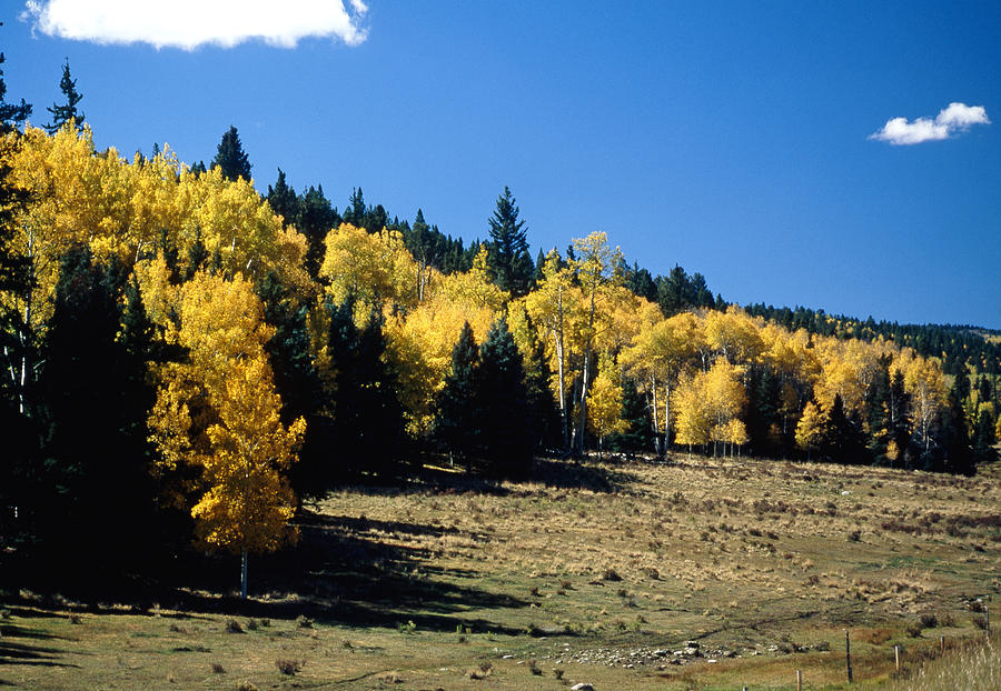 Fall Photograph - New Mexico Aspen by Troy Montemayor