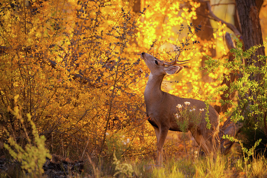 New Mexico Buck Browsing Photograph by Jeff Phillippi