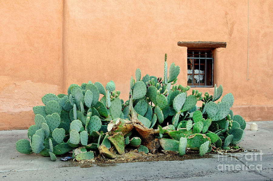 Desert Photograph - New Mexico Cactus. by W Scott McGill