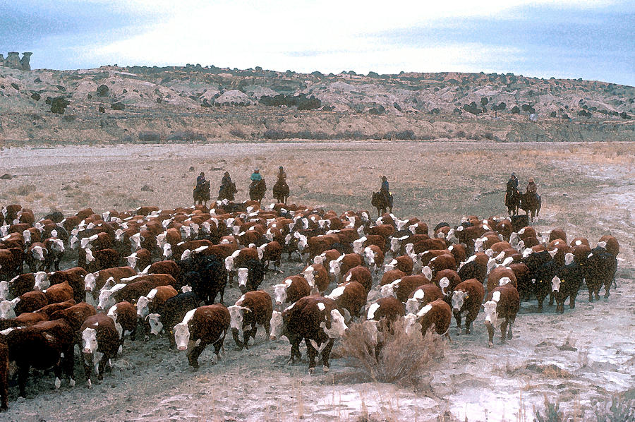 New Mexico Cattle Drive Photograph by Jerry McElroy