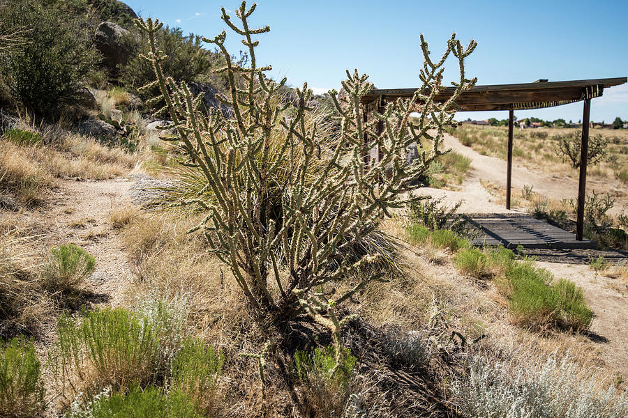 New Mexico Cholla Photograph by Tom Cochran