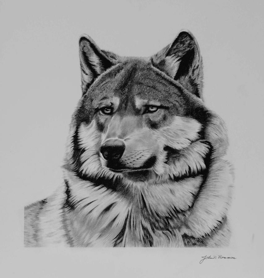 New Mexico Coyote Drawing by John Bowman