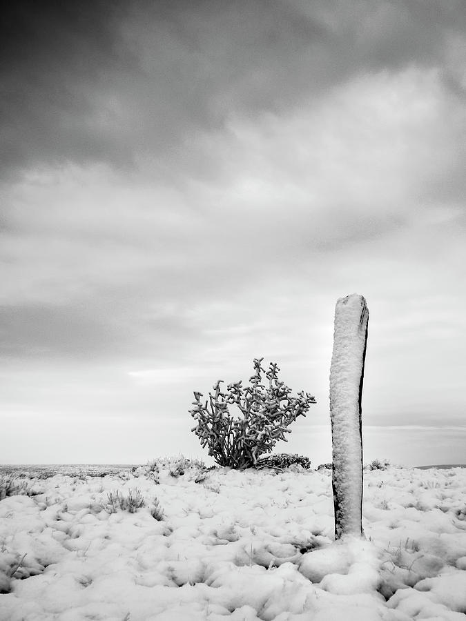 New Mexico Fence Post in Winter  in Black and White Photograph by Mary Lee Dereske