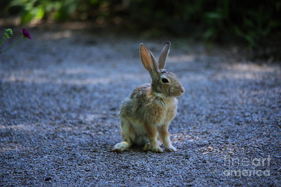 Wildlife Photograph - A rabbit in the road by Jeff Swan