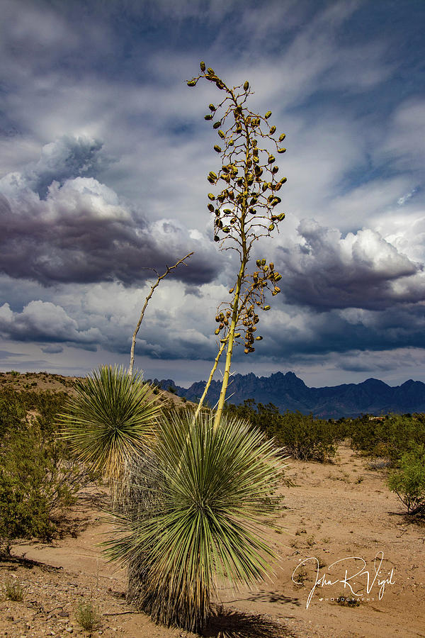 Mountain Photograph - New Mexico by John Vigil