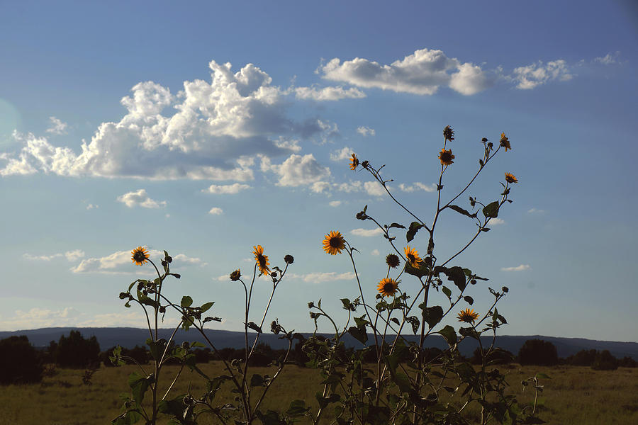New Mexico Sunflowers Photograph by Julie Carter