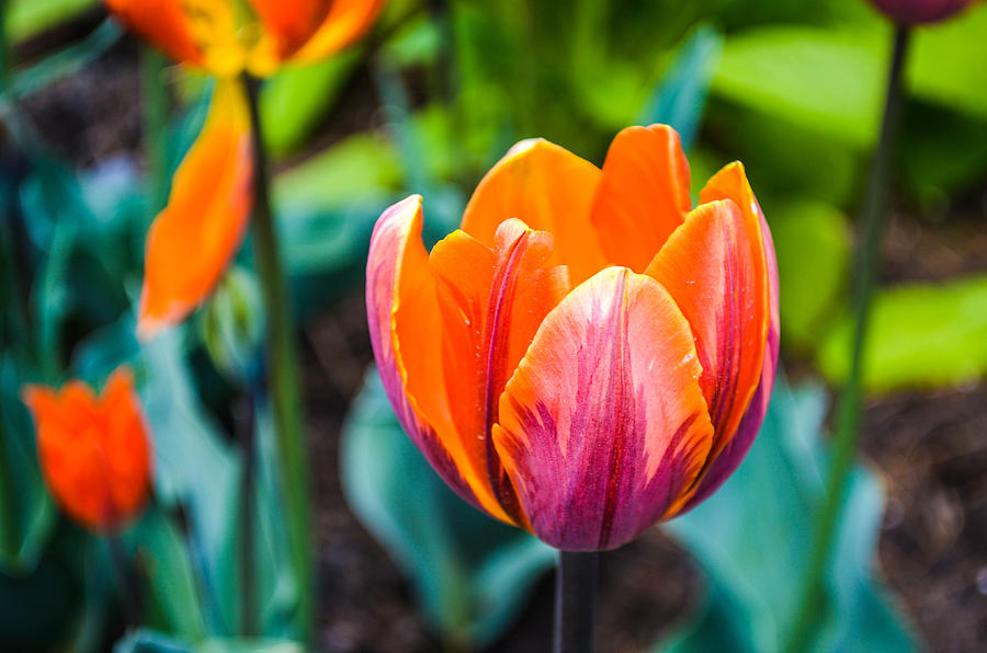 New Mexico Sunset Tulip Photograph by Kara Ray - Fine Art America