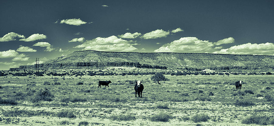 New Mexico Vista  Photograph by Mark W Johnson