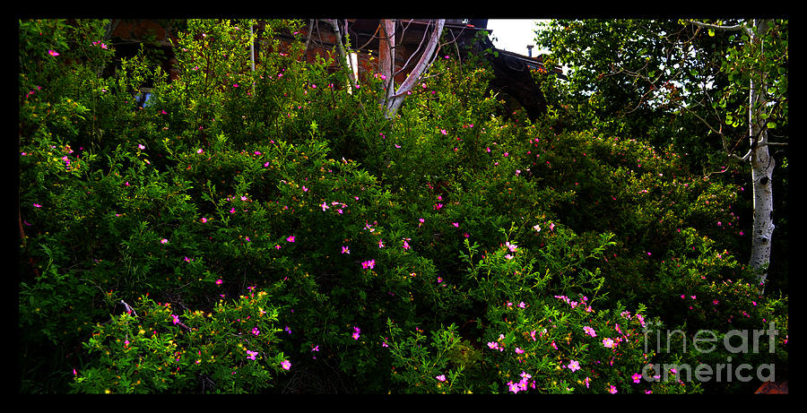 Wild Roses Photograph - New Mexico Wild Roses by Susanne Still