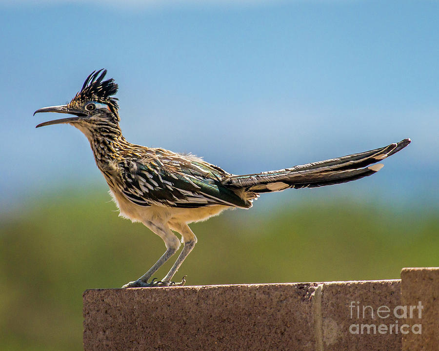 New Mexicos Roadrunner Photograph by Stephen Whalen