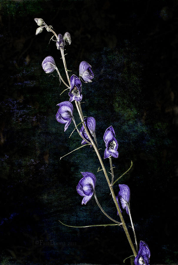 New Monkshood Photograph by Fred Denner