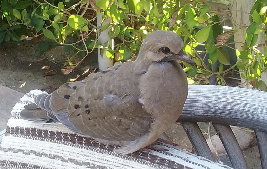New Mourning Dove Chick Photograph by Jay Milo