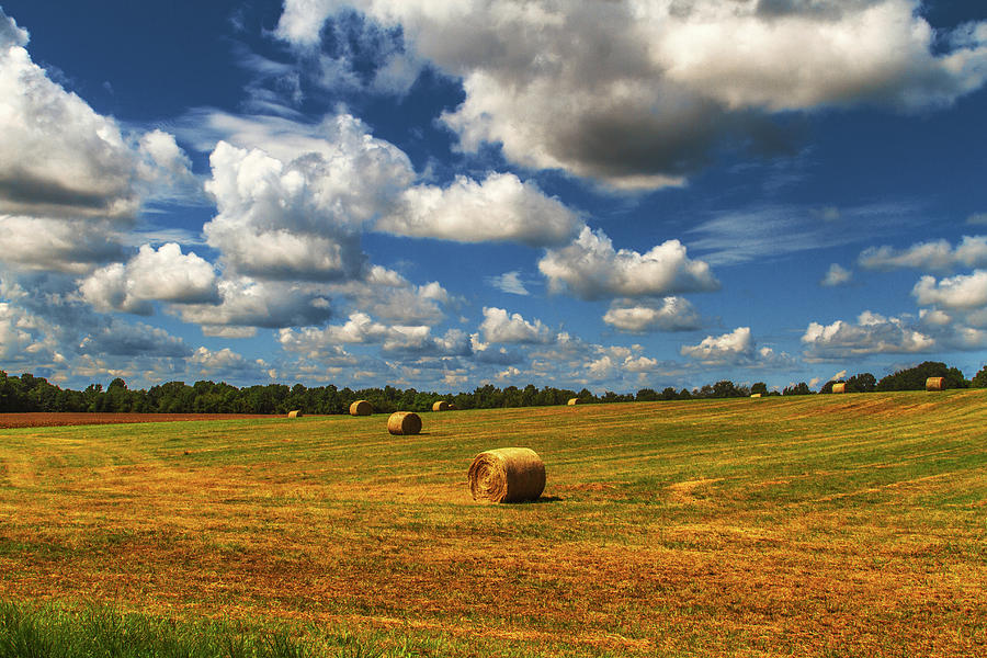 New Mowed Hay  Photograph by Barry Jones