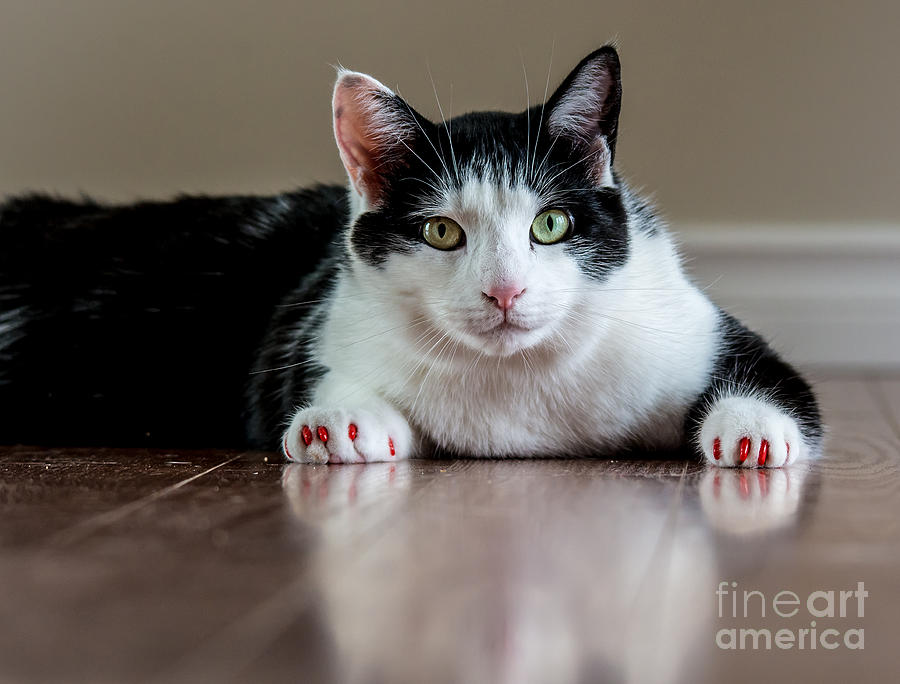 New Nails Kitty Photograph by Cheryl Baxter