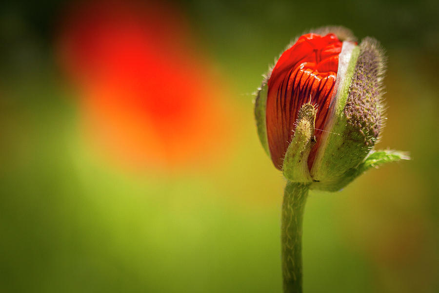 New Orange Poppy Bloom Photograph by Teri Virbickis