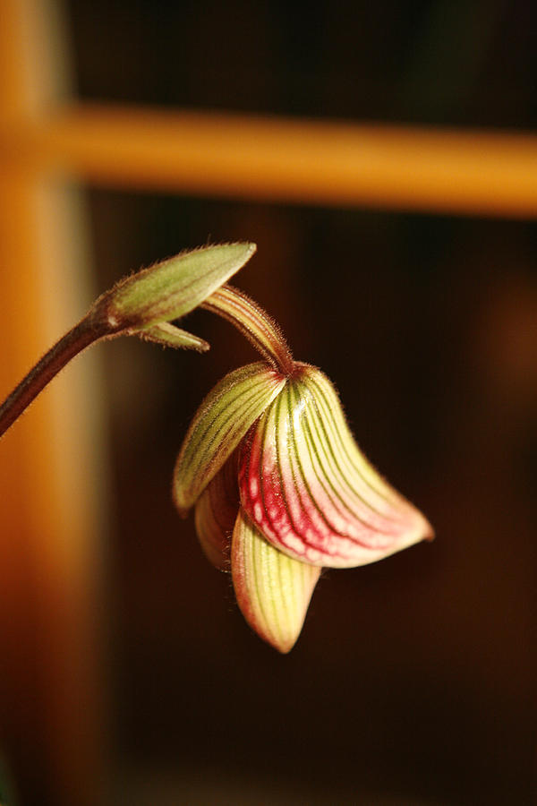 New Orchid Photograph by Marilyn Hunt