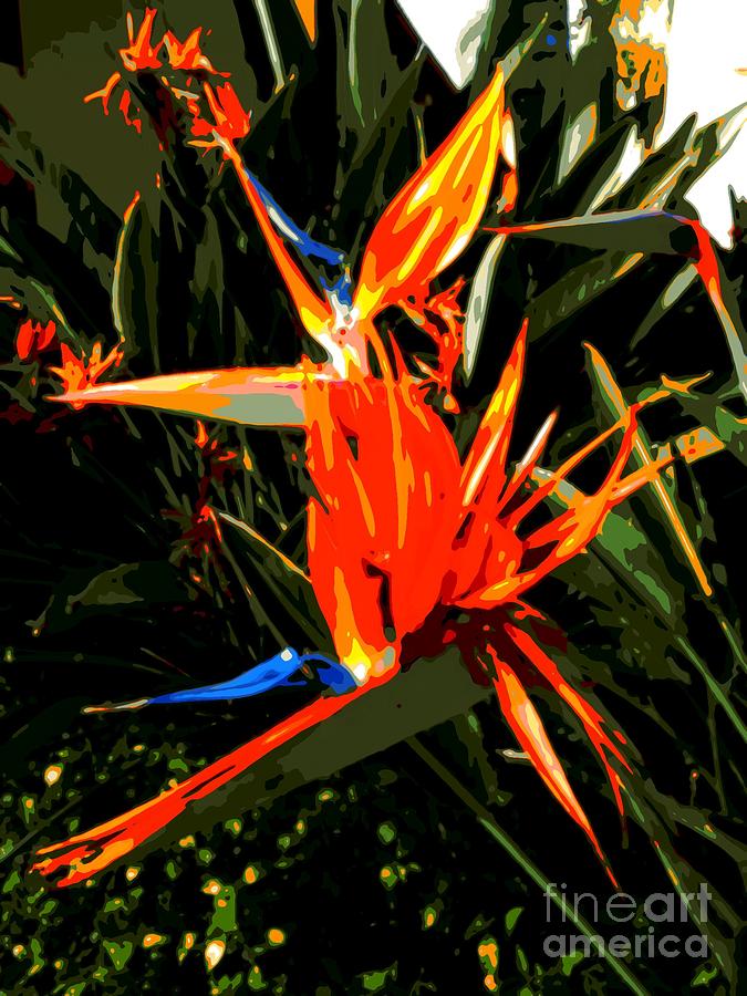 New Orleans Bird Of Paradise 1 Photograph