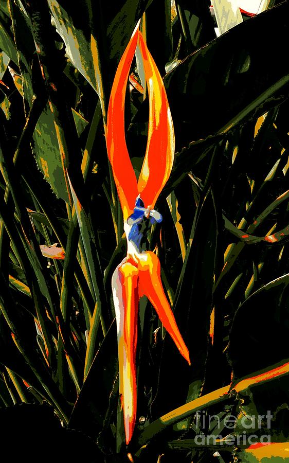 New Orleans Bird Of Paradise 2 Photograph
