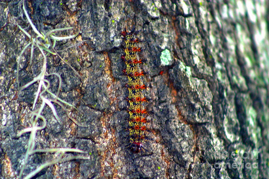 New Orleans Buck Moth Caterpillar Photograph by Michael Hoard