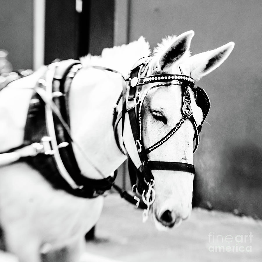 New Orleans Carriage Mule Photograph by Scott Pellegrin