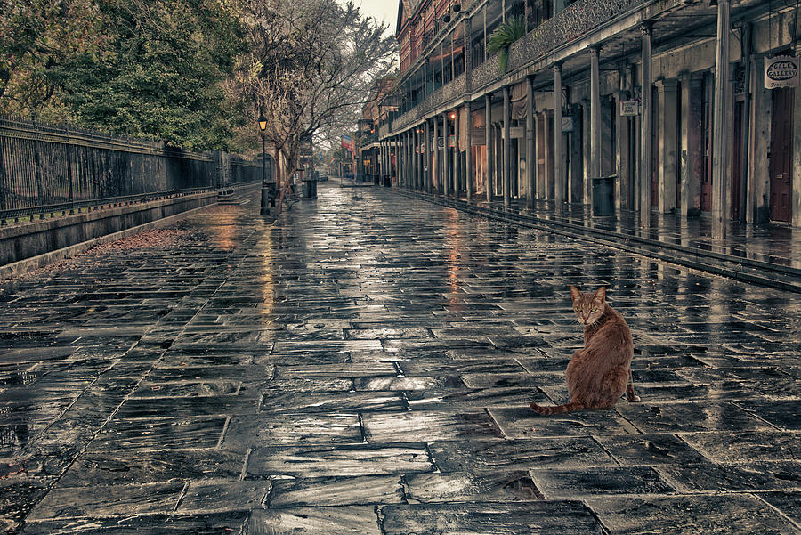 New Orleans - Cat on Rue St. Ann at Six A. M. Photograph by Mitch Spence