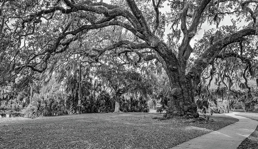 Nature Photograph - New Orleans City Park Path 3 bw by Steve Harrington