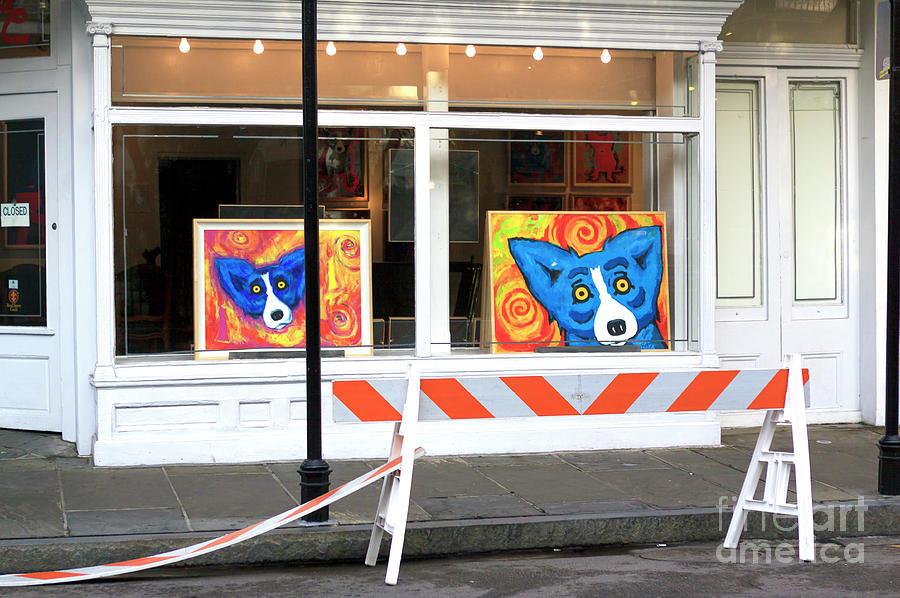 New Orleans Dog Art in the Window Photograph by John Rizzuto