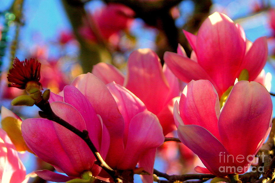 New Orleans In The Dead Of Winter Spring Japanese Magnolias Photograph