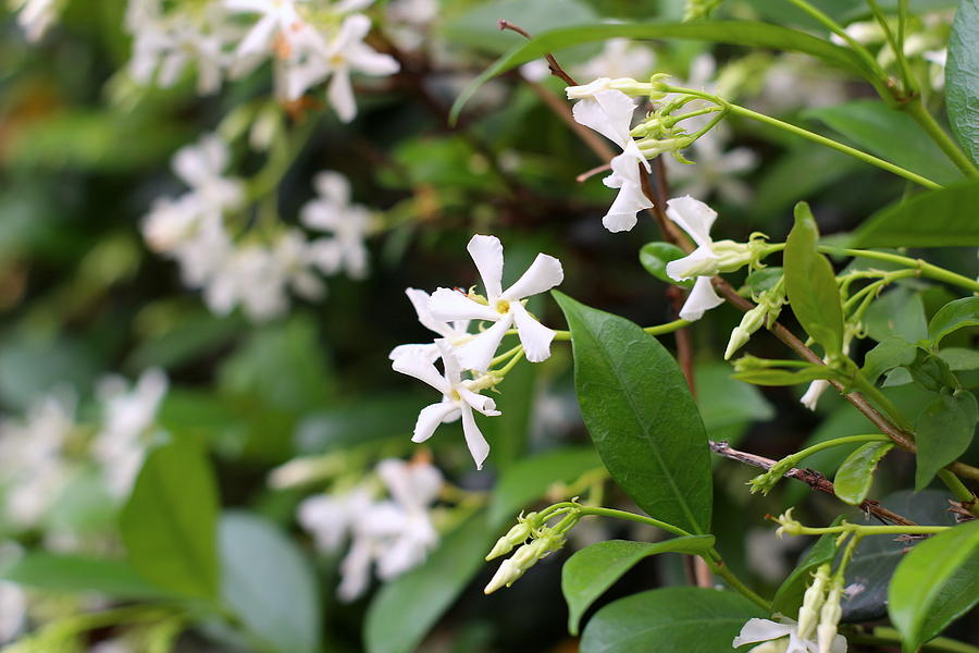 New Orleans Jasmine Photograph by Amy Hansen - Pixels