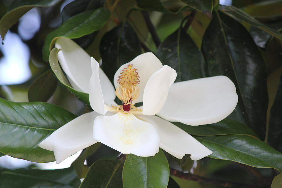 New Orleans Magnolia Photograph by Sandra Davis