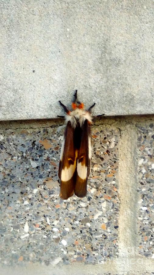 New Orleans Mature Buck Moth Photograph by Michael Hoard