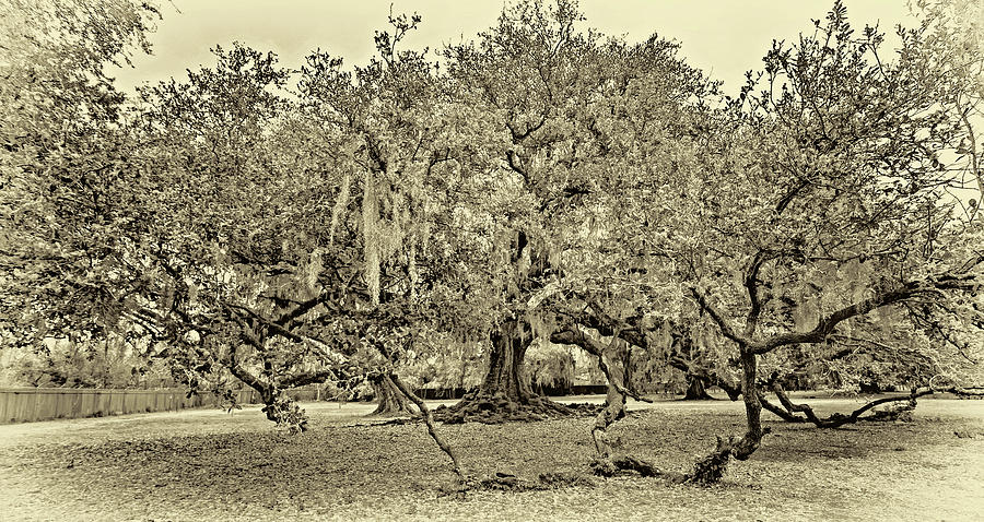 New Orleans Tree of Life - Panorama Sepia Photograph by Steve Harrington