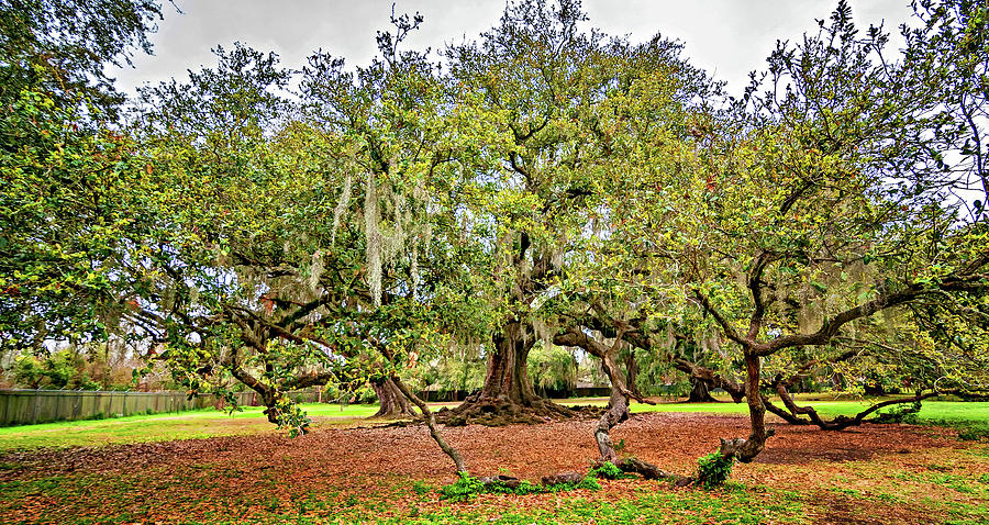 New Orleans Tree of Life - Panorama Photograph by Steve Harrington