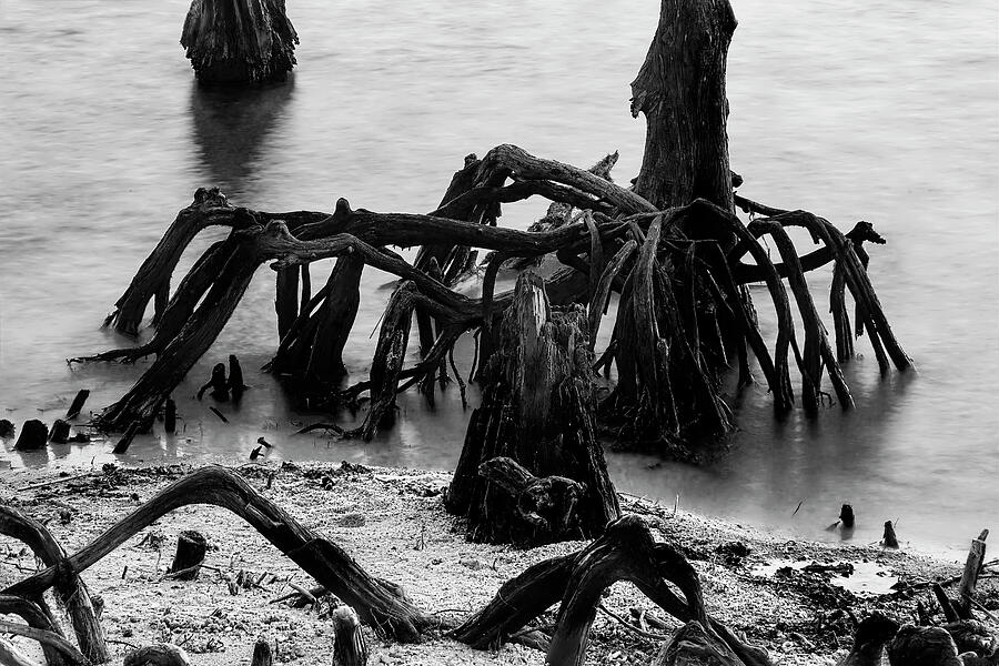 New Orleans Photograph - Ghostly Cypress Knees in Black and White by Kay Brewer
