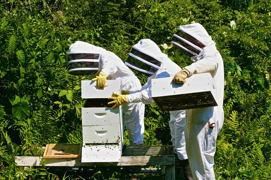 New Pond Farm Beekeepers Photograph by Polly Castor