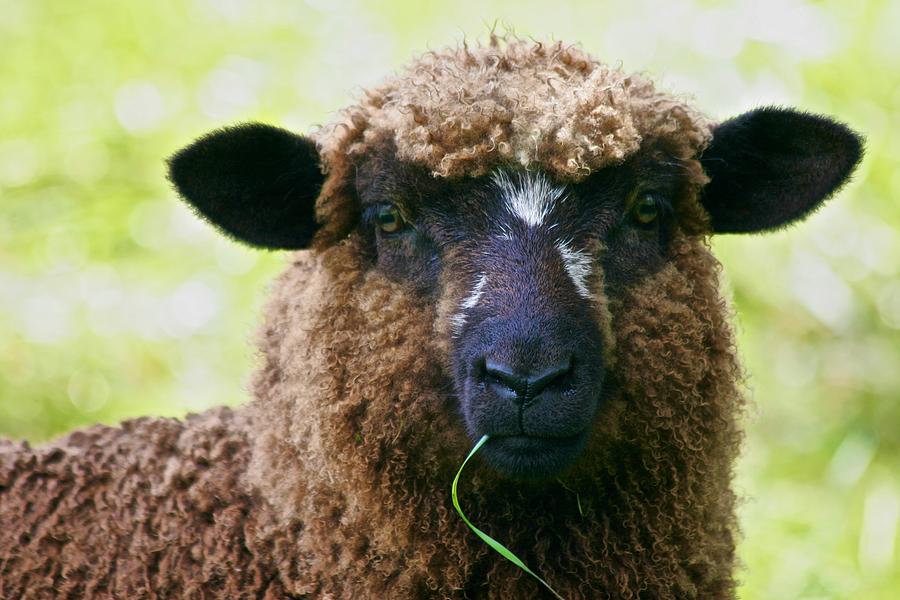 New Pond Farm Brown Sheep with Blade of Grass Photograph by Polly Castor