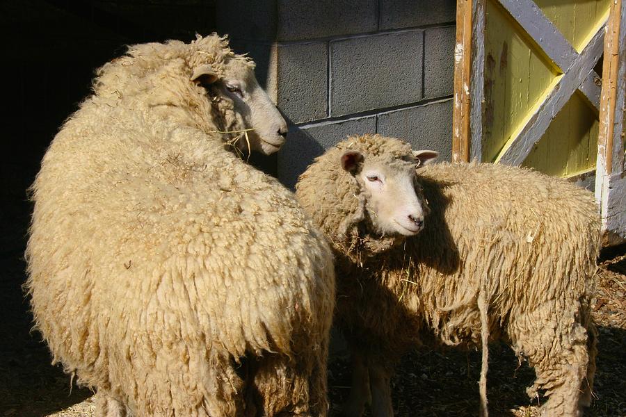 New Pond Farm Sheep Photograph by Polly Castor