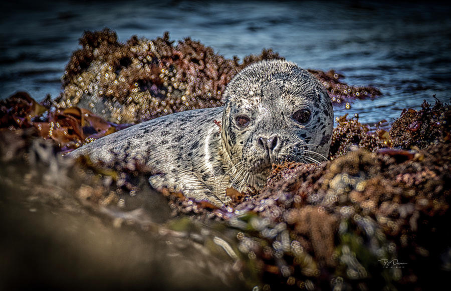 Young Seal Pup Photograph by Bill Posner